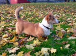 Как собаки наслаждаюся осенью