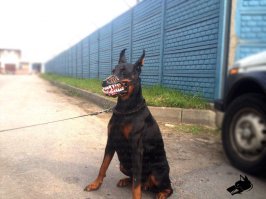 Собака готова на HHALLOWEEN :)
У сейчас скидки 
vk.com/mordaspb