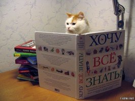 Удивительная история о коте, который стал настоящей легендой