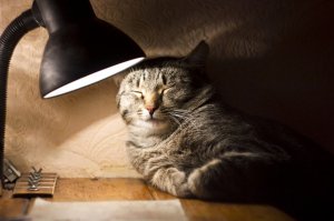 Ну да, я тоже много лет назад хотел присунуть нашей завучу Наталье Дмитриевне М. (лет 20 назад, не меньше). 3, 14здит автор бессовестно и нагло, выдавая свои фантазии за реальность.