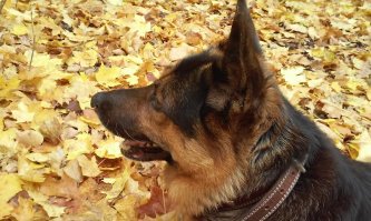 у моего друга тоже была фото сессия в листьях)