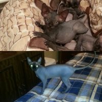 моя красотка, сверху 3 недели, а снизу уже полгодика, но нежности и милости у не с возрастом только больше