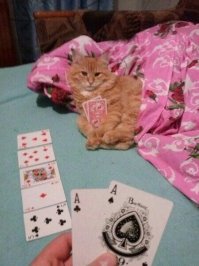 Судя по морде, котяра с флэшем сливает.