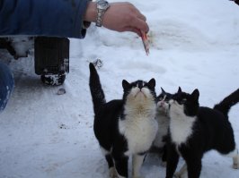 У нас в "Жидиловом бору" кошаки тоже рыбаков со льда всегда встречают, некоторые навстречу бегут по льду и орут)