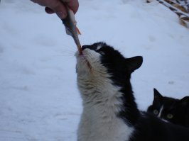 У нас в "Жидиловом бору" кошаки тоже рыбаков со льда всегда встречают, некоторые навстречу бегут по льду и орут)