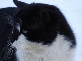 У нас в "Жидиловом бору" кошаки тоже рыбаков со льда всегда встречают, некоторые навстречу бегут по льду и орут)