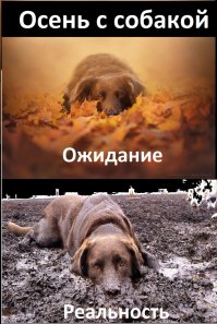 Как собаки наслаждаюся осенью