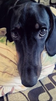 Забавные фотографии собак от фотографа Alyat