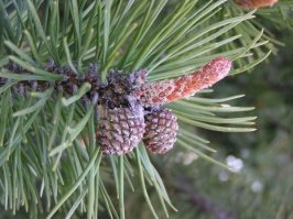 Он живет на дереве, не носит обувь и чистит зубы шишкой