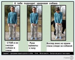 Всем стоять и не двигаться!  Собачники идут