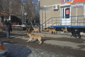 Какая прелесть