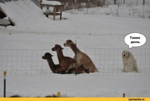 34 самых смешных собачьих фото, известных человечеству