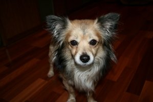 Это мой). Раньше никогда не думал - как классно когда есть сабакевич, пока не завел. Мы с женой 2 недели отдыхали - очень скучали по нему. Приехали - он чуть в обморок не упал (хотя жил дома с сыном). Потом всю ночь пытался зализать нас до смерти - два дня он не мог придти в себя, вчера только оклемался - стал обычным))