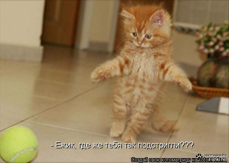 10 фотографий котов, сделанных в самый нужный момент