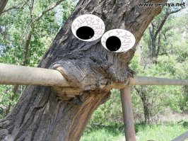 Вросшие в деревья предметы