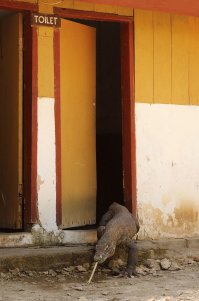 Неплохое средство от запоров ))