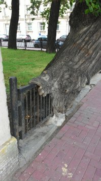 Вросшие в деревья предметы