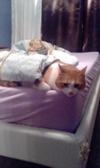 Котофей свои лайки сразу поставил!!!