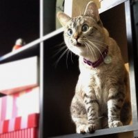 Кто бы мог подумать, что за этой грудой мышц скрывается женственность!