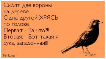 Пернатые дельфины наших дворов