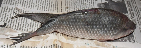 Эволюция! Сска, новая жизнь!
Когда с руками/лапами фото будет?
Интересно, он быстрее плавал, чем все однохвосты?