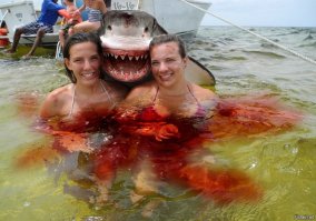 Акулы могут обнаружить одну часть крови в 100 миллионов частей воды