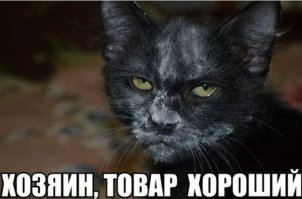 Да что вы знаете о кошачьей наркомании!