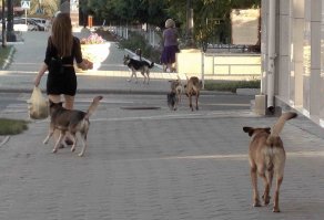 Детектив называется "Расплодились", этот сериал можно бесплатно лицезреть на окраинах любого российского города
вот ещё пара кадров