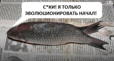На Урале поймали карася-мутанта с двумя хвостами
