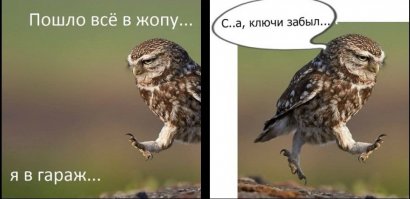 40 финалистов конкурса Comedy Wildlife Photography Awards 2016