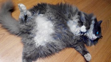 Кото-пост