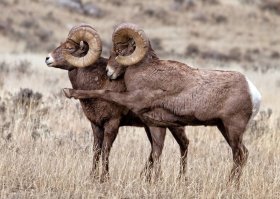 40 финалистов конкурса Comedy Wildlife Photography Awards 2016