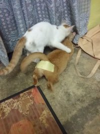 Дешевый и простой способ стерилизации кошки