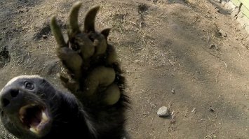 Свободу медоедам!!!