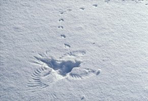 Прощай зайка(