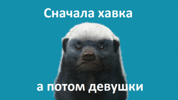 Медоед-Гудини: мастер побегов из Южной Африки