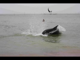 Россия, Таманский полуостров, Черное море в 5-7 метрах от берега. Ежедневное развлечение дельфинов.