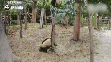 так у этих панд смысл жизни - умилительно падать, вызывая восторги