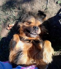 вот чубака.