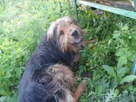 вот чубака.