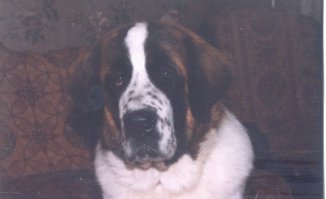 Мой Джимка, умер 17 лет назад. С тех пор собаку не заводила... Хотя свой дом. А родители тоже не хотели заводить собаку после его смерти, но несколько лет назад папа на территории работы нашел скелет 2,5 кг с огромными глазами и не смог пройти мимо. С тех пор этот черт волосатый по имени Витёк живет и здравствует всем своим 10-килограмовым телом у родителей в квартире))))