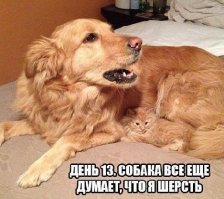 34 самых смешных собачьих фото, известных человечеству