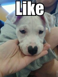 16 милых животных, которые помогут вам немного отвлечься от забот посреди недели