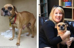 смотрю в эти глаза слева и рыдаю......люди, как можно быть такими бездушными....выкинуть собаку, взять (купить) , не подошла, наигрались, или покакала один раз не там.... и выкинуть..... учить надо, воспитывать.....ну если это не ваше, может не стоит и пробовать? Спасибо за спасение животных, от души.....РЕВУ!