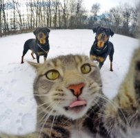 Хон Гиль Дон, разберись.