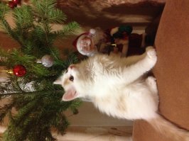 Окрасом на моего Олафа похож