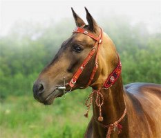 Тоже Ахалтекинец. Мне почему-то кенгуру напомнил))))