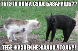 И как тут разобрать, для кого налито молоко, если миска одна?