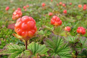 НЕПРАВИЛЬНАЯ ФОТКА ДЛЯ МОРОШКИ!!!

ВОТ, самое то:

(сам собирал на болоте. Правда, опасно - змей много.)