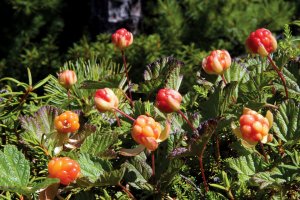 НЕПРАВИЛЬНАЯ ФОТКА ДЛЯ МОРОШКИ!!!

ВОТ, самое то:

(сам собирал на болоте. Правда, опасно - змей много.)